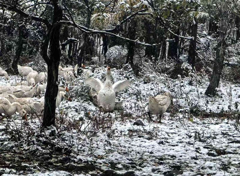 林地散养大鹅