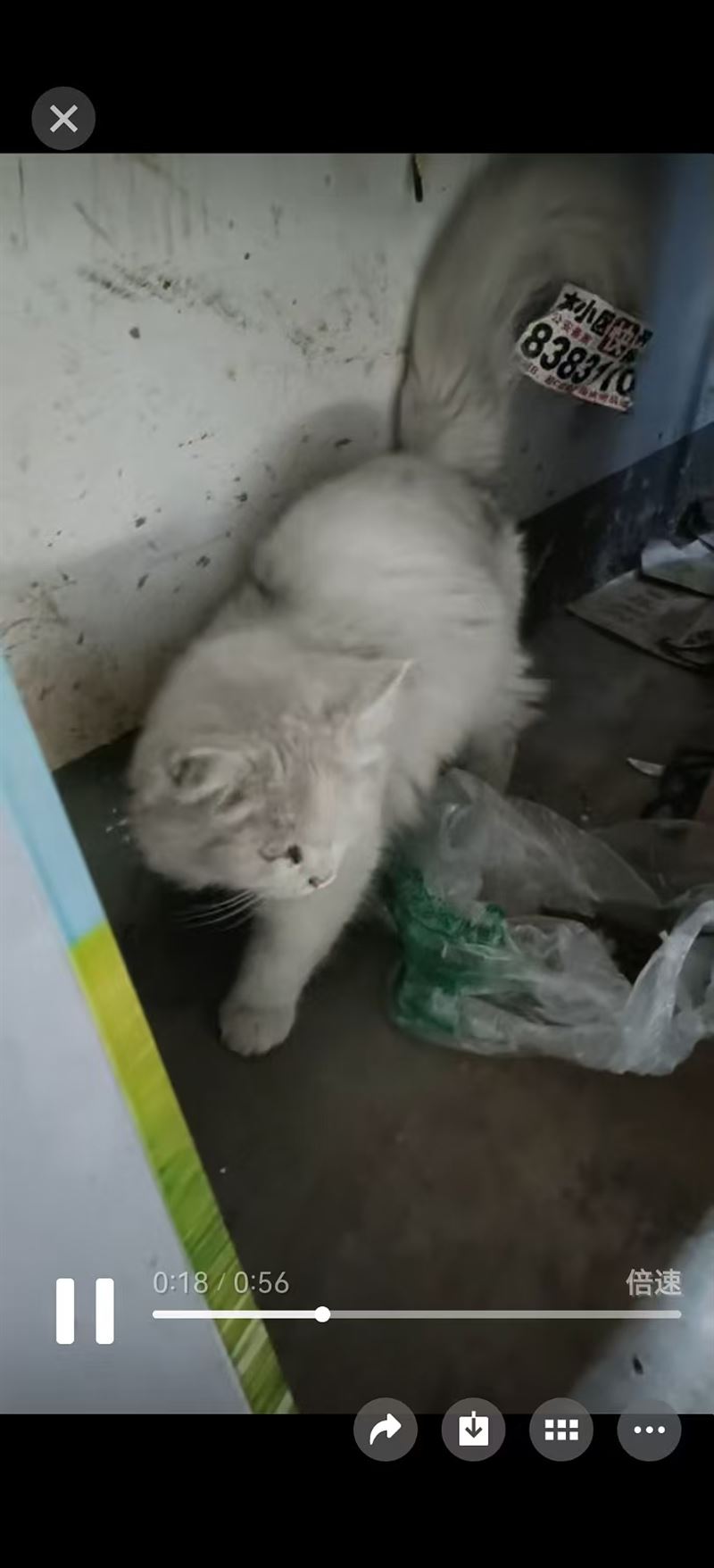 可爱小白猫寻找新主人