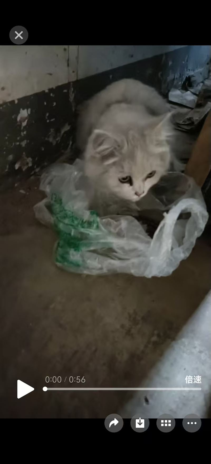 可爱小白猫寻找新主人