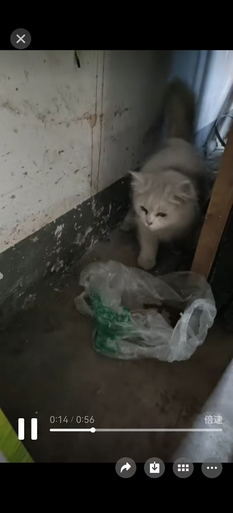 可爱小白猫寻找新主人