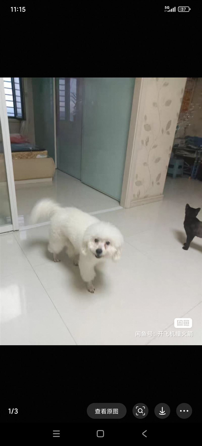 比熊狗