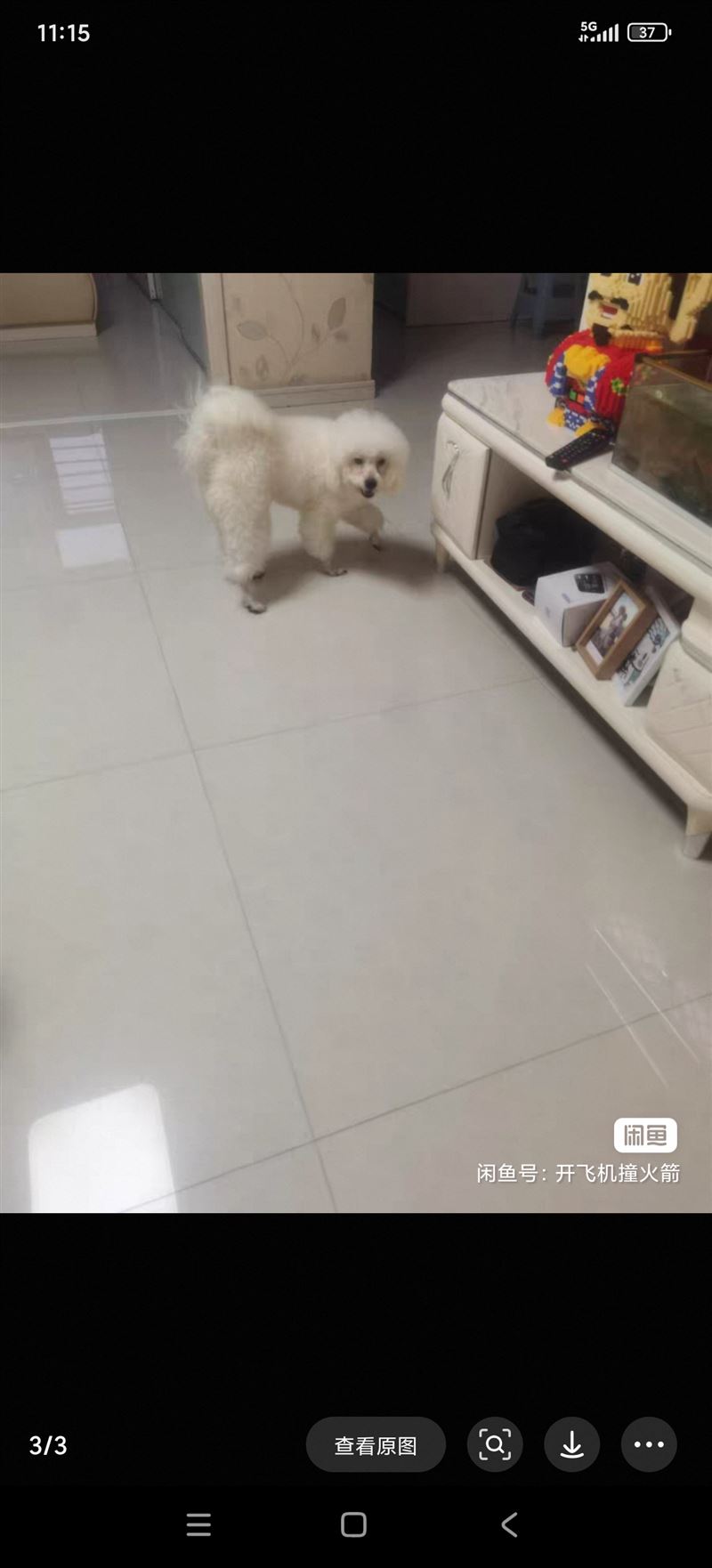 比熊狗