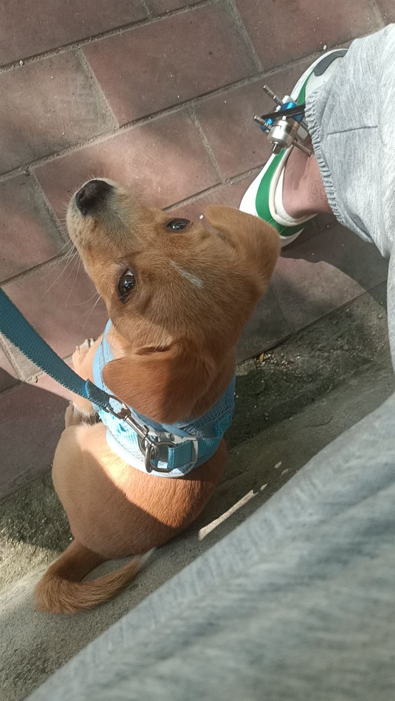 卖狗