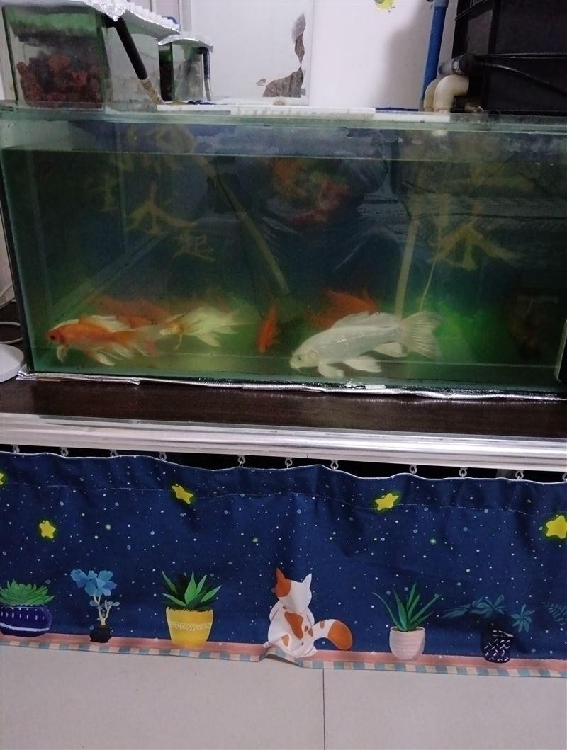 出卖大小锦鲤胡碟鲤鱼，