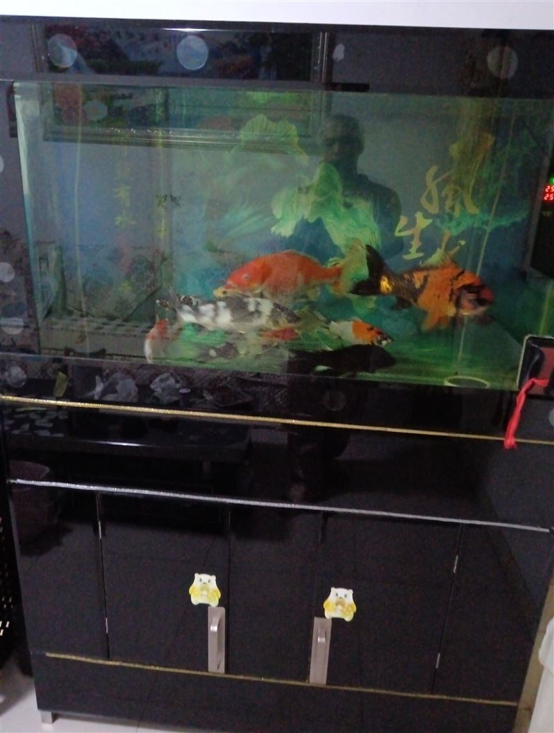 出卖大小锦鲤胡碟鲤鱼，