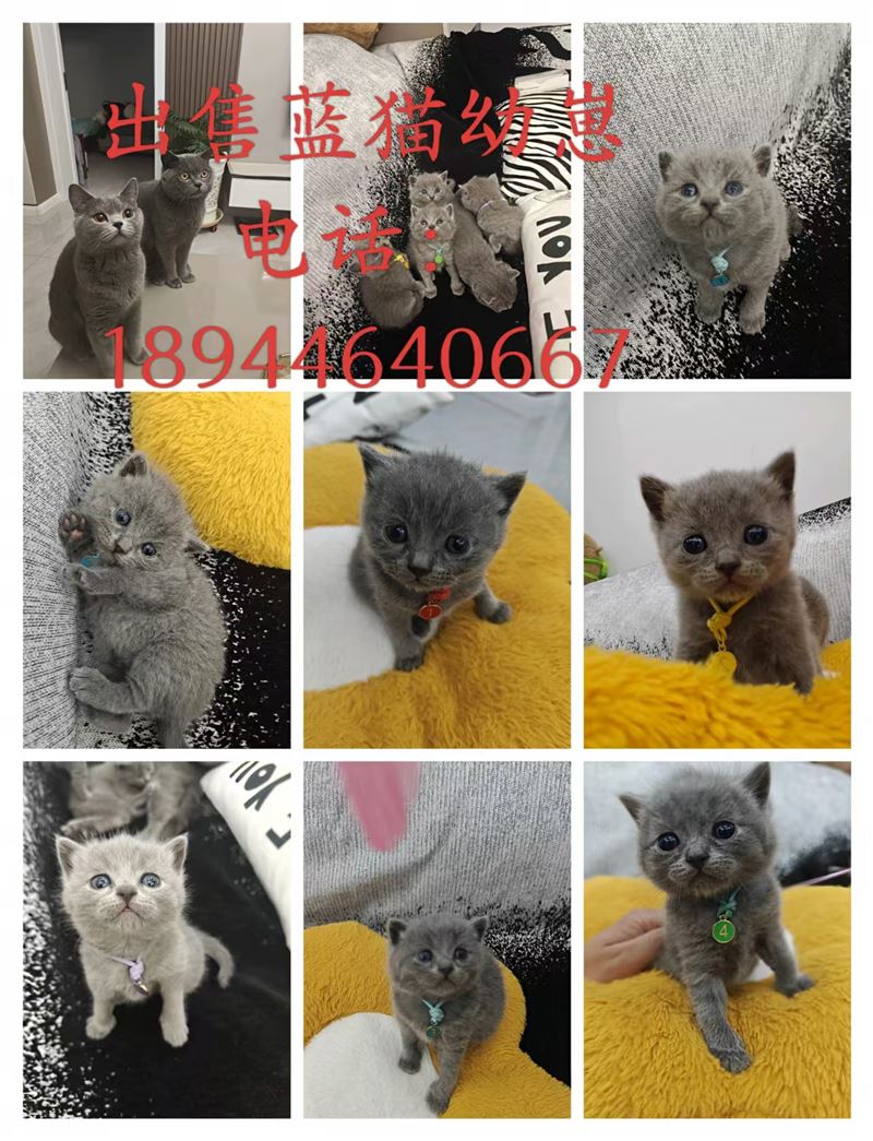 出售蓝猫幼崽