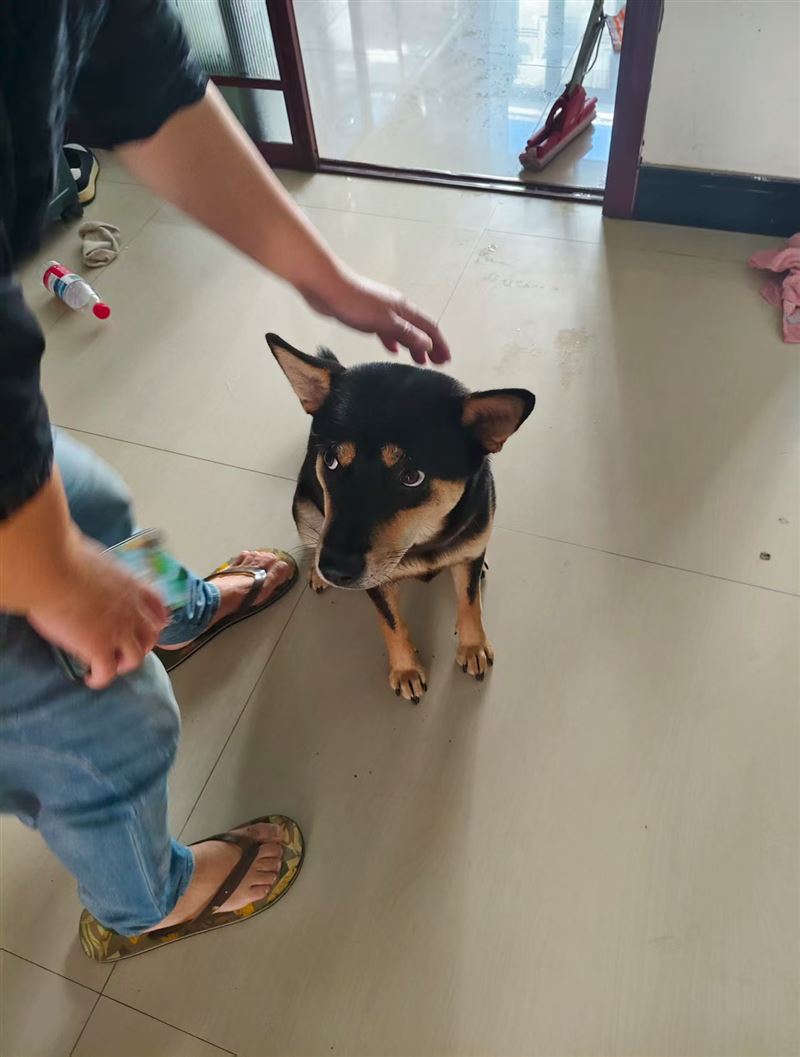 出售小狗