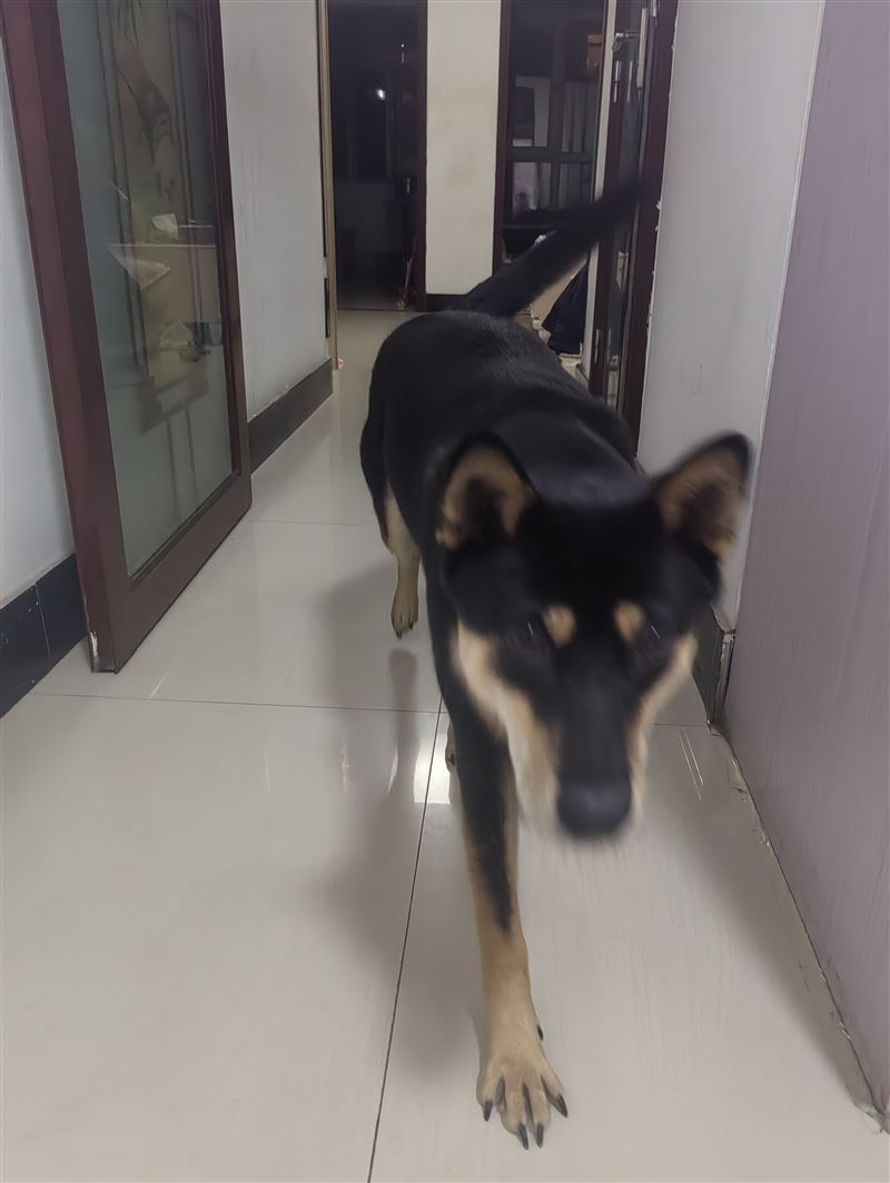 出售小狗