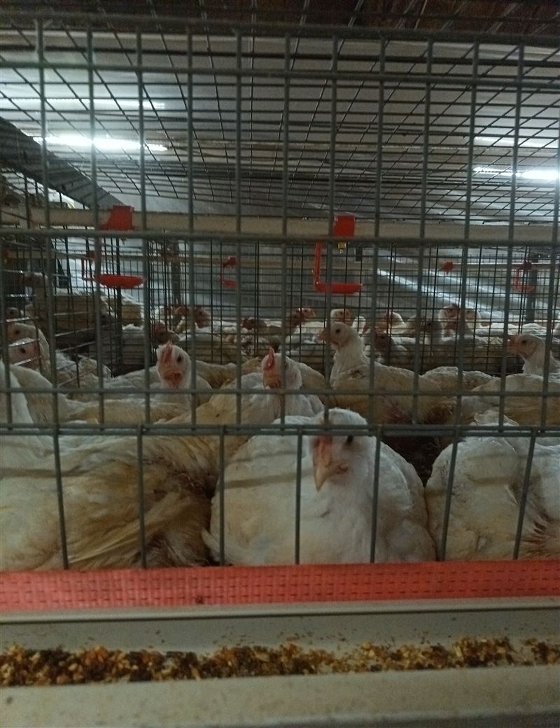 招聘肉鸡饲养员