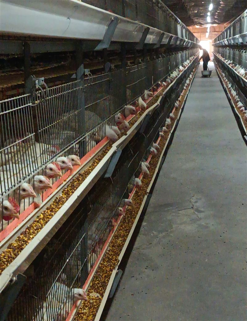 招聘肉鸡饲养员