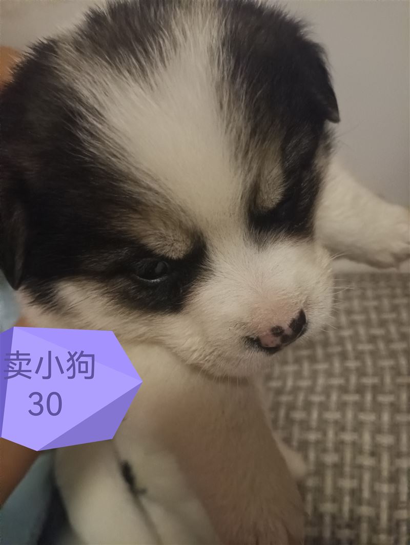 卖小狗