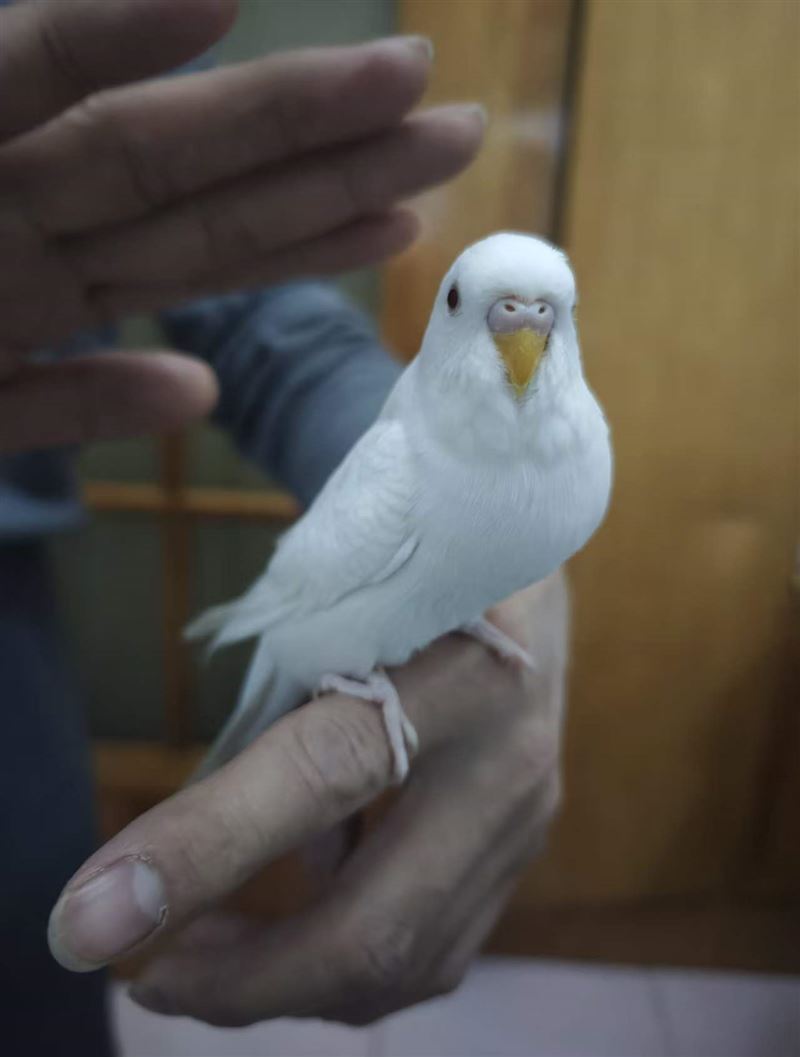 卖黄化和白化红眼虎皮鹦鹉