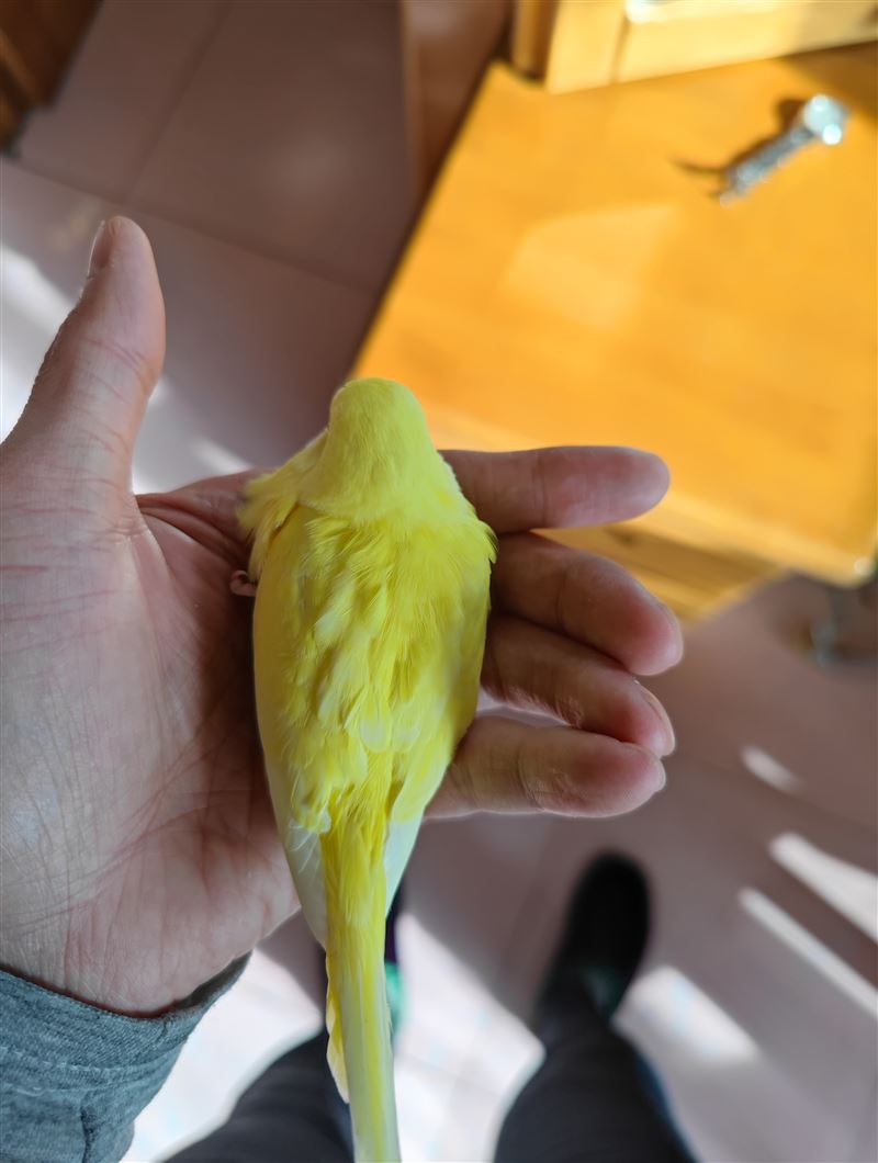 卖黄化和白化红眼虎皮鹦鹉