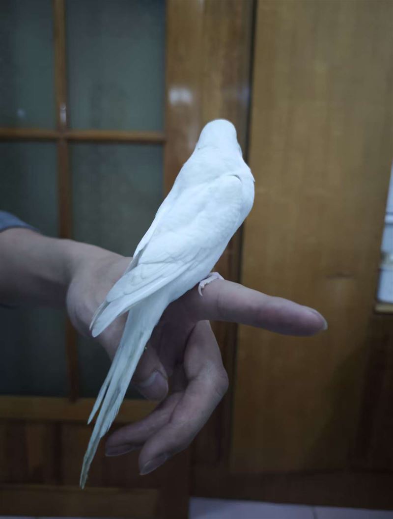 卖黄化和白化红眼虎皮鹦鹉