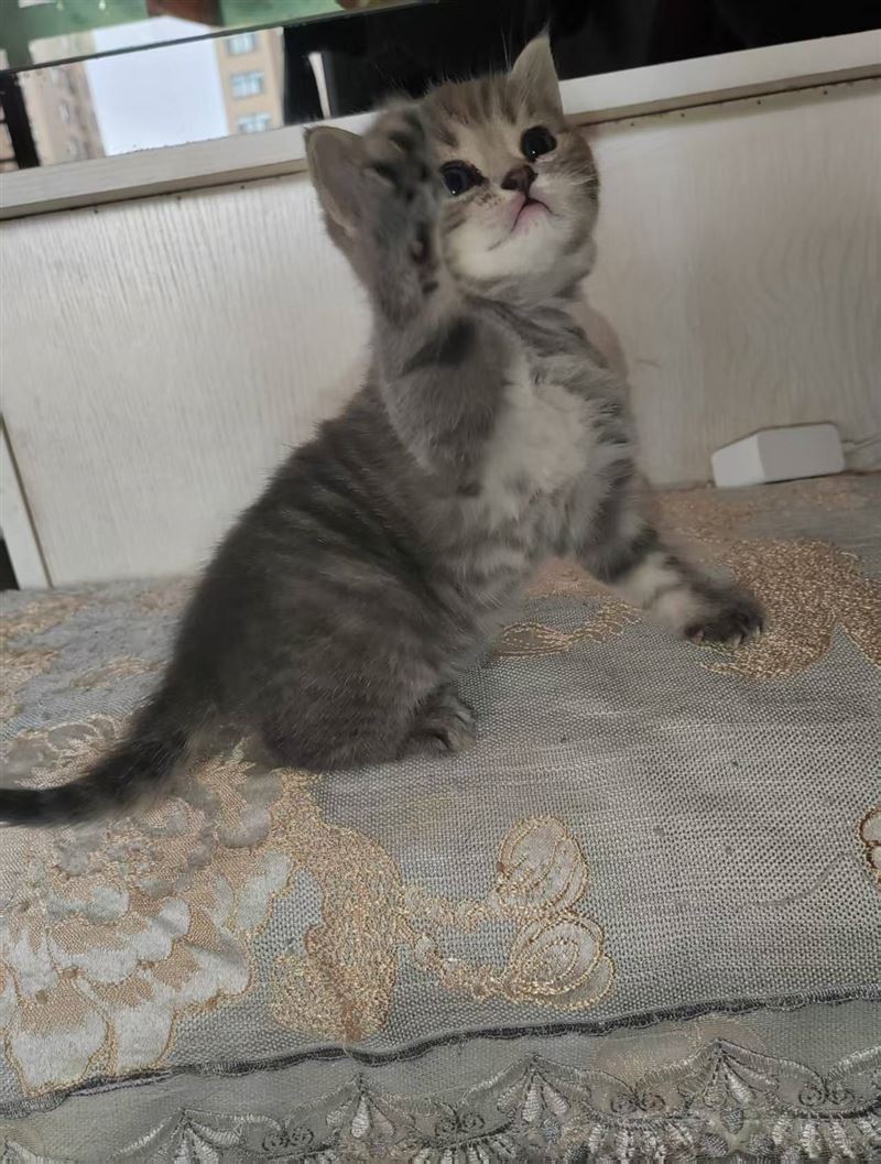 领养小猫