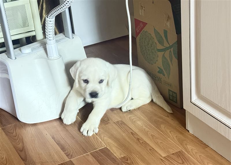 纯拉布拉多幼犬1000