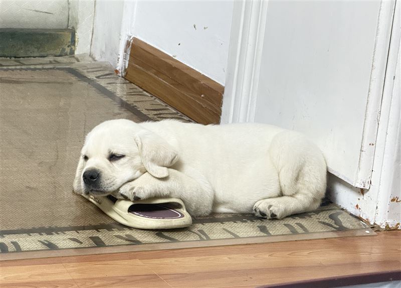 纯拉布拉多幼犬1000