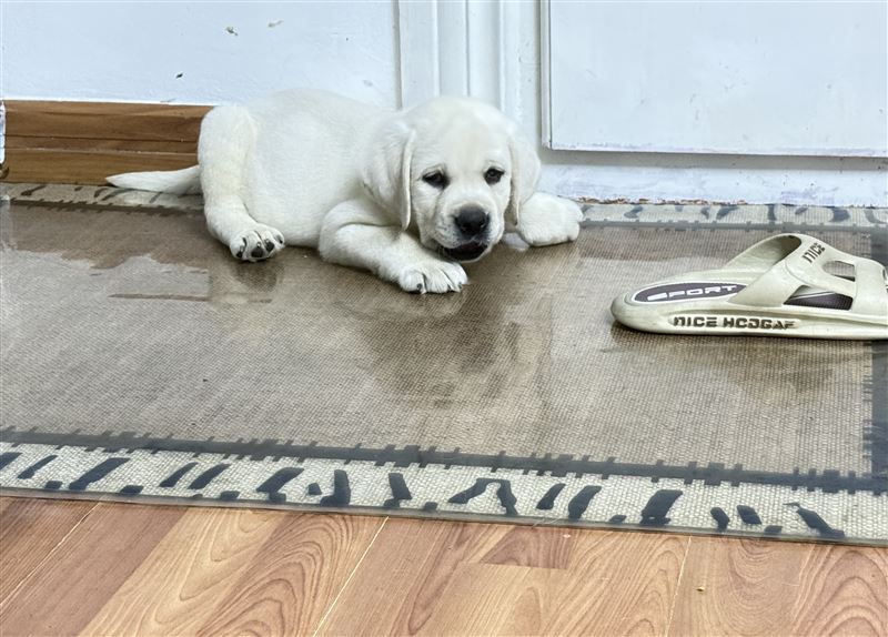 纯拉布拉多幼犬1000