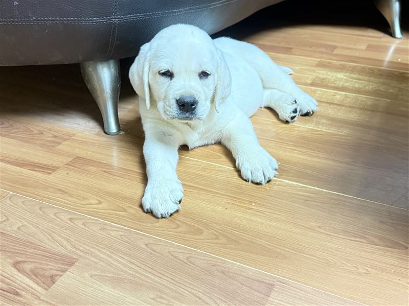 纯拉布拉多幼犬1000