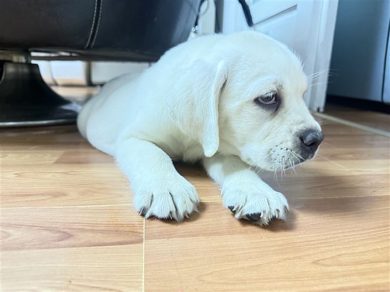 纯拉布拉多幼犬1000