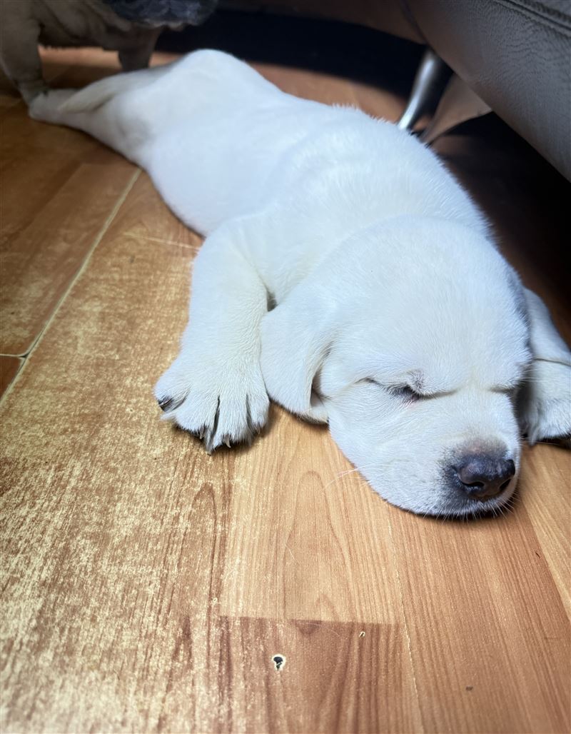 纯拉布拉多幼犬1000